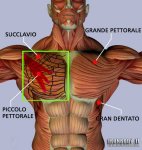 muscolipettoraligw8.jpg