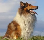 rough-collie-sitting-in-field.jpg